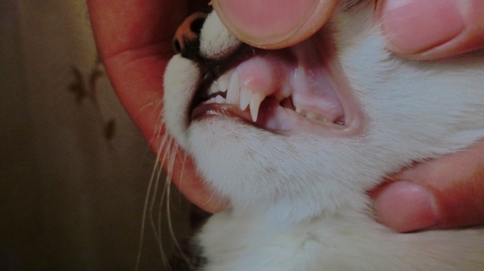 Toothbrush - My, cat, Teeth, Baby teeth