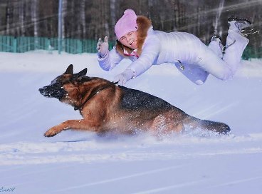 How to wean a dog from pulling on a leash - My, Dog, Life hack, Cynology