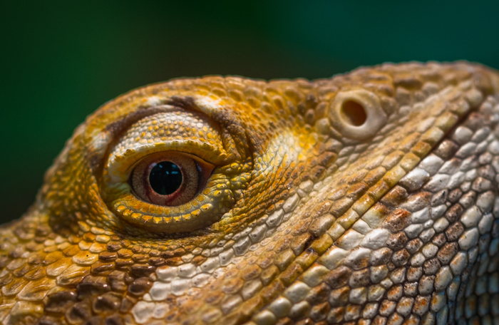 Eye of a bearded dragon - My, Agama, , Lizard, Canon 100 mm, Bearded dragon
