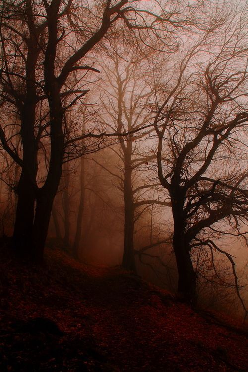 Somewhere in the woods - The photo, Nature, beauty, Gloomy, Fog, Tag