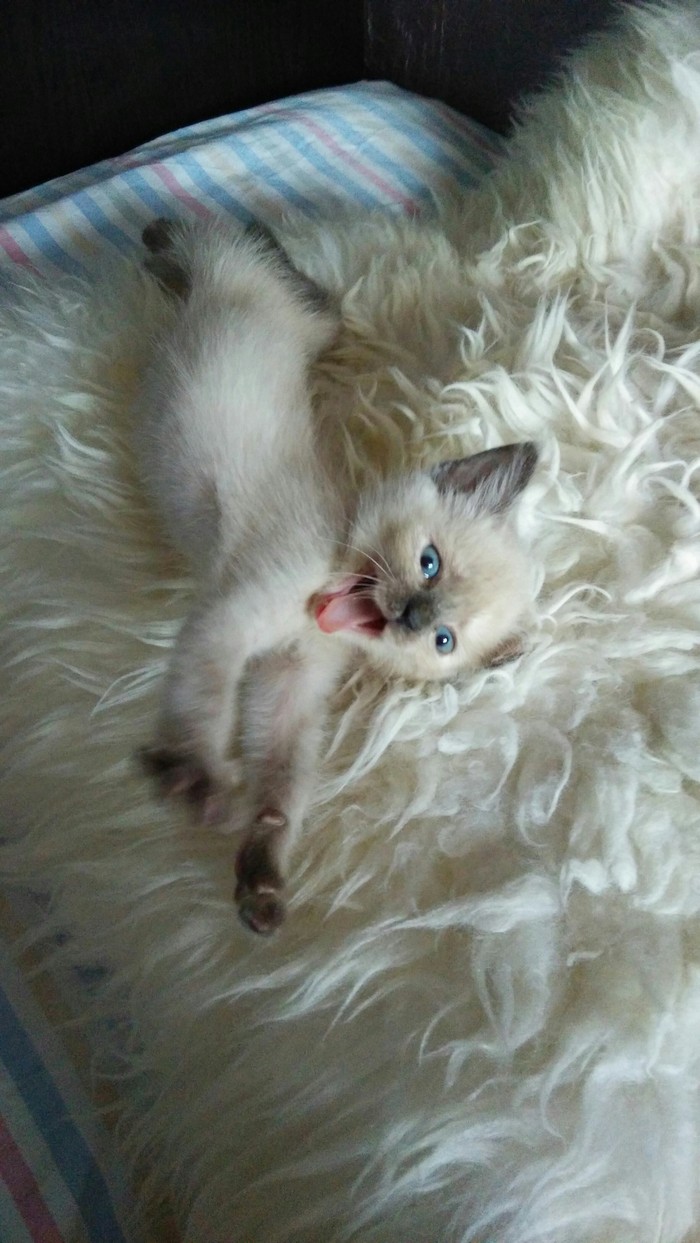 ������ ���� :�