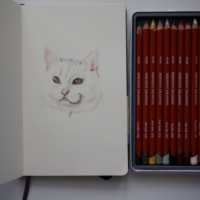 Kitty. Colour pencils. - My, cat, Sketch