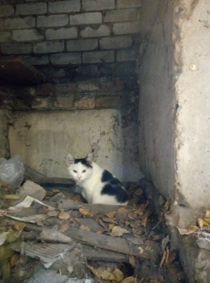 Looking for a home for a cat - My, Voronezh, cat, Help, Longpost