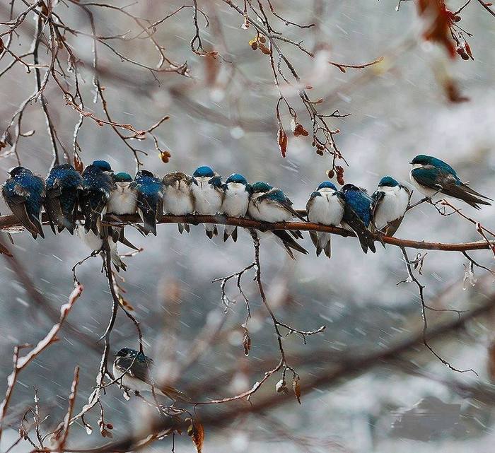 The birds are warming up - Birds, Snow, Branch, Wind, Cold