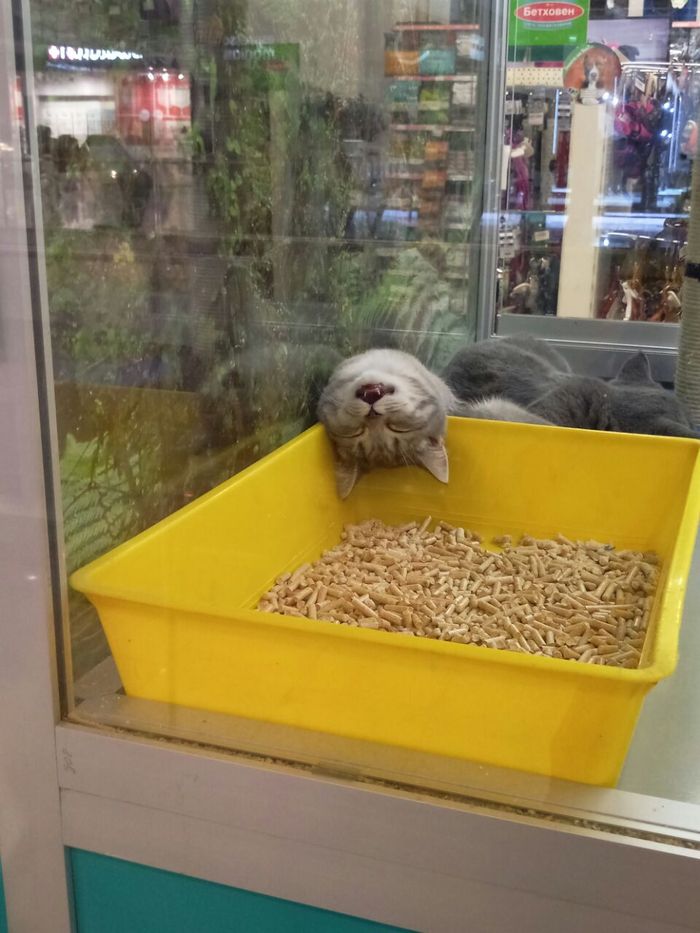 Когда постиг дзен