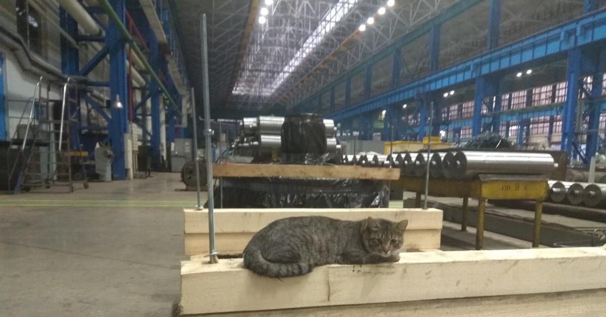 Грустный кот на заводе