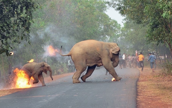 Indian pest control - India, Elephants, Geo, Animals