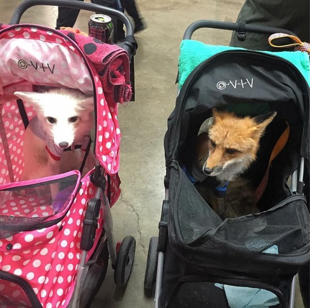 Fluffy kids :o - Fox, Stroller, Ognevka, White, Animals, The photo, Milota