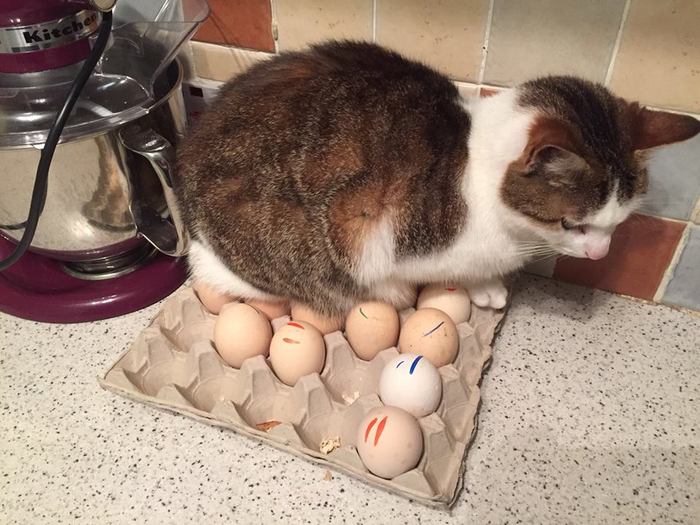 home incubator - , Warming up, Eggs, cat