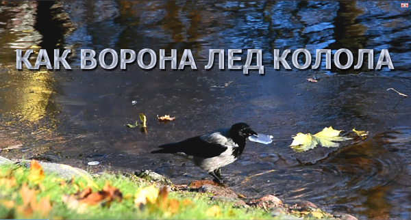 Like a crow breaking ice - My, Video, Animals, Ice, Saint Petersburg, Birds