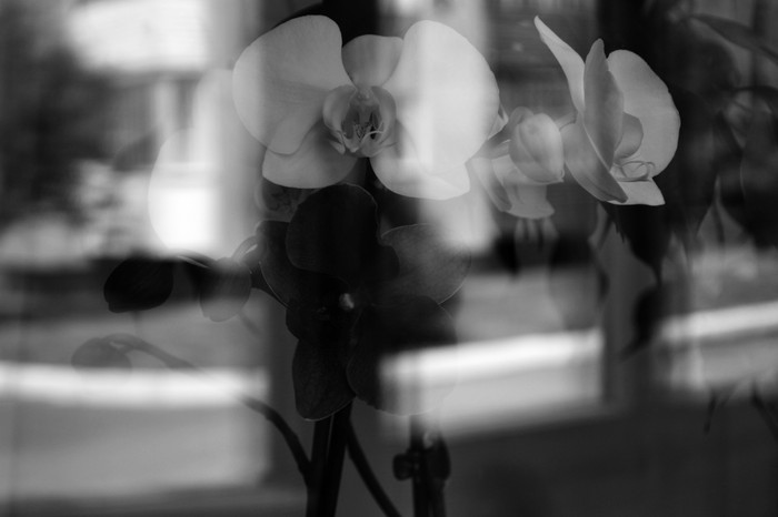 The beauty in the little things - My, The photo, My, Flowers, Orchids, Black and white, Reflection