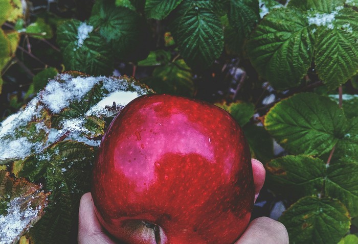 Apple for Snow White - My, Apples, Snow White, Red, Beautiful