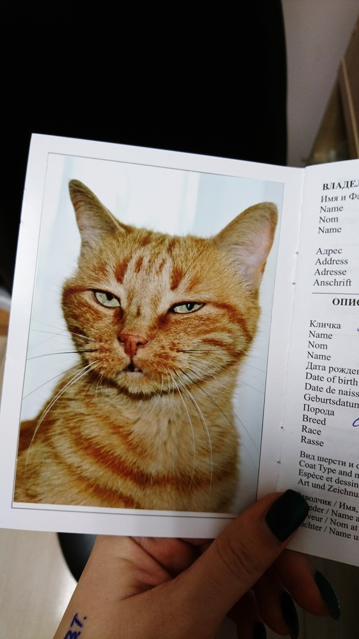 When you are gorgeous even in your passport photo. - My, cat, The passport, Photos of the documents