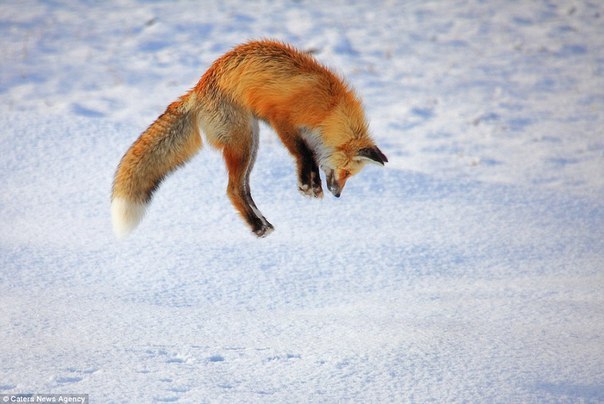 Mouse! - Fox, Mouse-bending, Bounce, Animals, Snow, The photo, Longpost