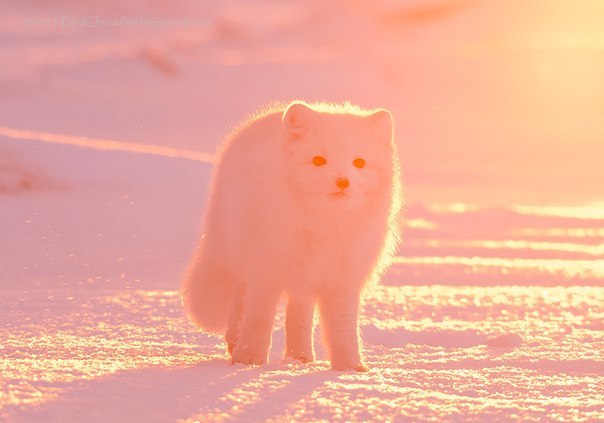 The whole world turns pink at sunrise - Fox, Arctic fox, Alexander Yakovlev, Milota, beauty, The photo, Story, Longpost