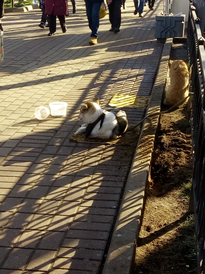 ������������ ����������