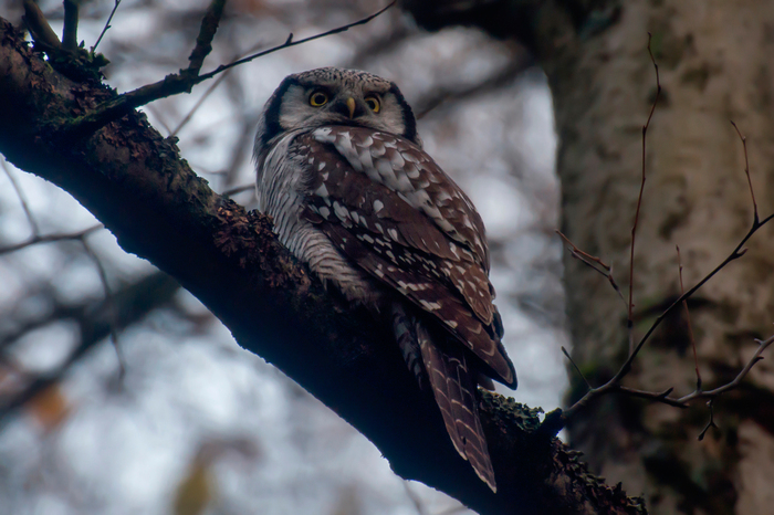 Hawk owl - My, Birds, Leningrad region, The photo, Owl, Longpost