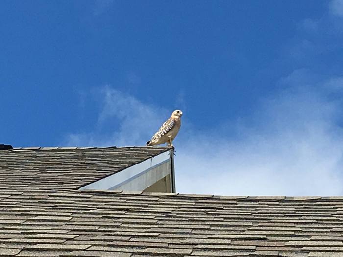 Falcon on our roof, Florida - Falcon, My, The photo, Florida, Roof, Birds