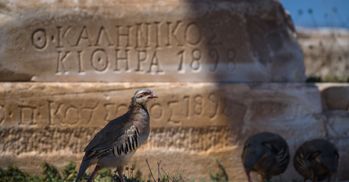 Птицы в греции фото с названиями