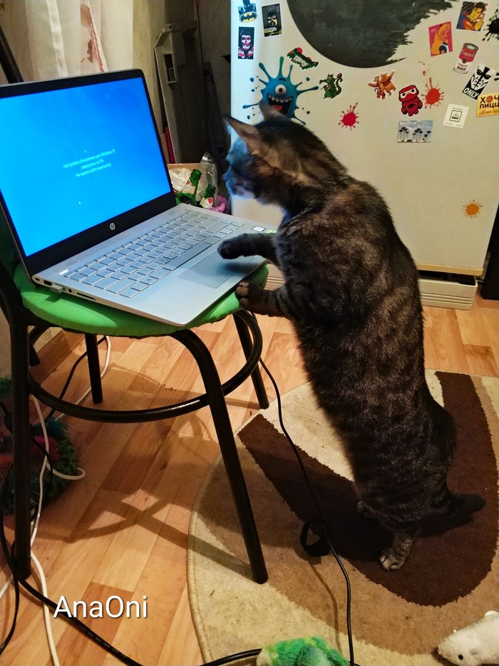 When you are too tired and ask the cat to update - , Computer, , Business cat, Programming, cat