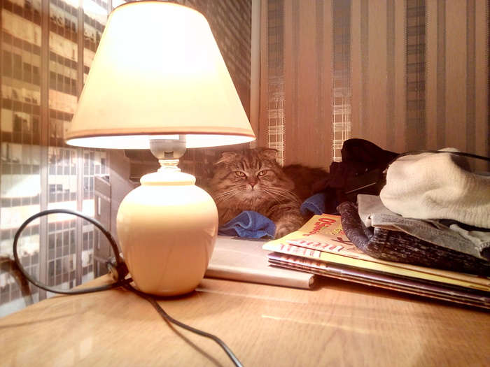 When tired of lamp stories - My, cat, Cat with lamp, , Fatigue