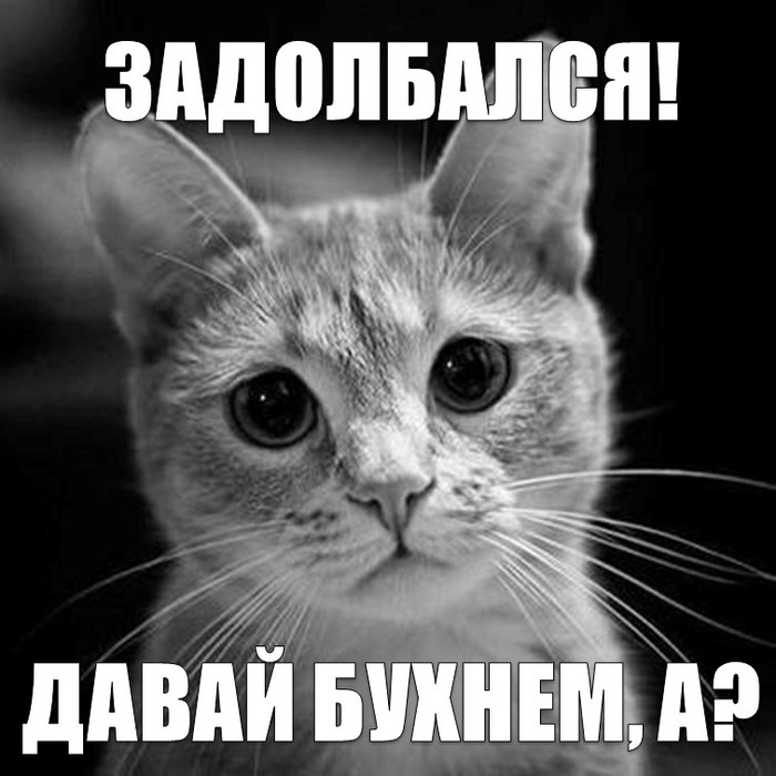 Задолбался, че-то я... хочу субботу.. - Задолбали, Суббота, Недосып, Пьянка, Кот, Кот с лампой