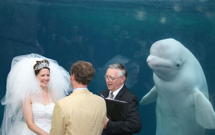 A selection of funny wedding photos - Wedding, Funny, The photo, A selection, Longpost