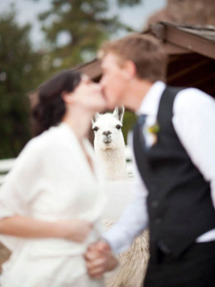 A selection of funny wedding photos - Wedding, Funny, The photo, A selection, Longpost