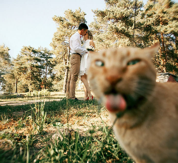 A selection of funny wedding photos - Wedding, Funny, The photo, A selection, Longpost