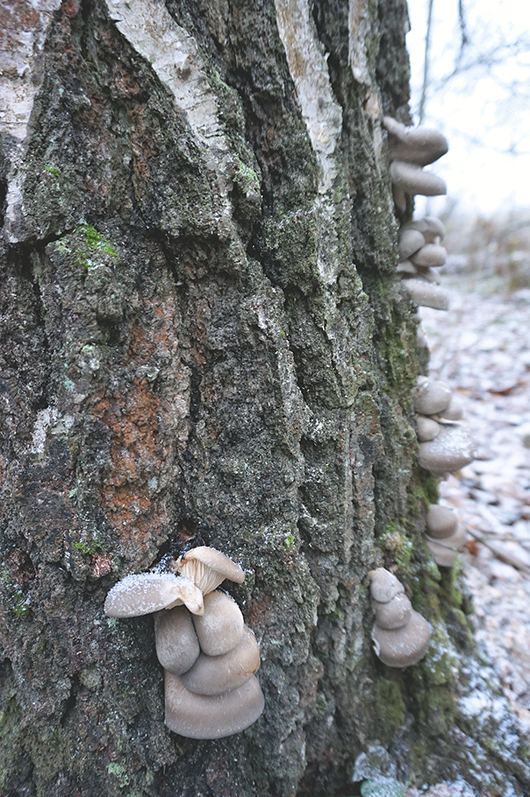 Mushrooms in November - My, Autumn, Forest, Nature, Mushrooms, Mushroom pickers, Oyster mushroom, Chanterelles, Longpost