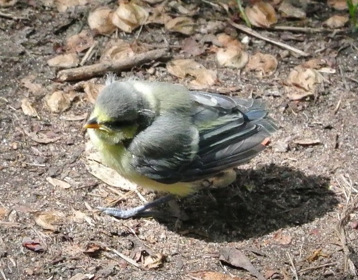 On the dangers of vertical bank protection - Animal protection, Ecology, Birds, Animals, Reserve, Pond, Forest Park, Longpost, Reserves and sanctuaries