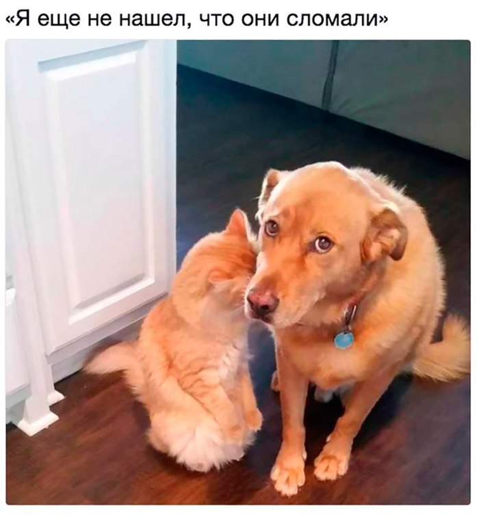 ����� ���������, ����������?