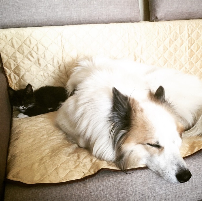 «Живут как кошка с собакой»