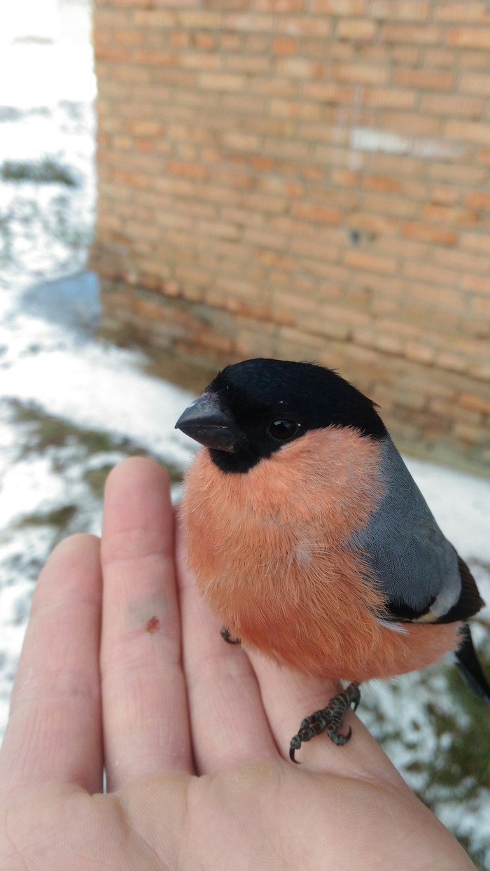 Herald of winter) Bullfinches are not weights .. - My, Birds, On hand, Nobody reads tags