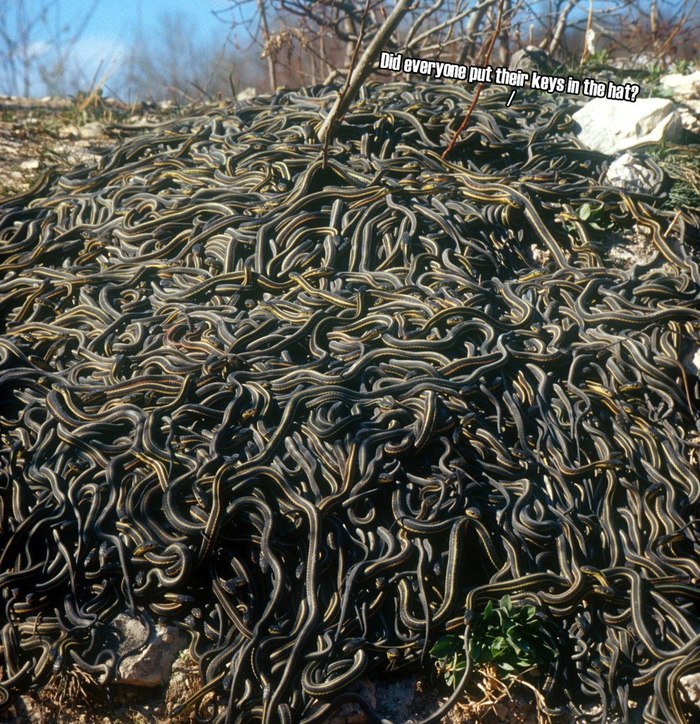 Huge snake spaghetti. - Interesting, Informative, Copy-paste, Snake, Pairing, Orgy, Biology, Canada, Video, Longpost