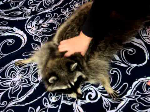 Gotcha! - Raccoon, Massage, Neutralization