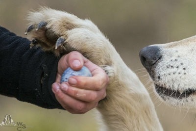 The wolf really wants an egg :) - Wolf, Eggs, Milota, The photo, Longpost