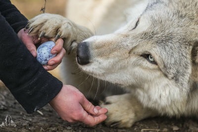 The wolf really wants an egg :) - Wolf, Eggs, Milota, The photo, Longpost