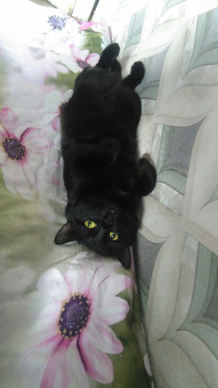 Black - Beast, My, cat