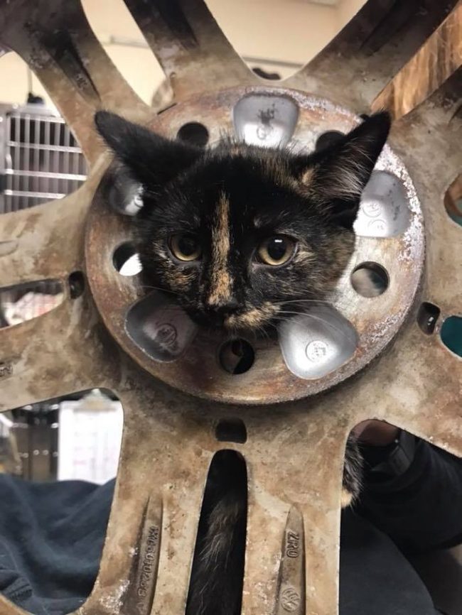 Kitten Cookie realized too late that sticking his head in the wheel was a bad idea! - cat, Animal Rescue, Longpost