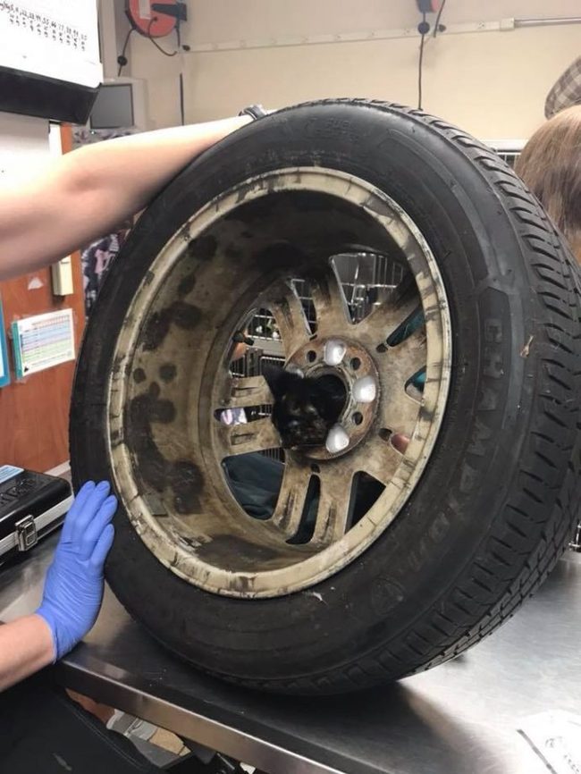 Kitten Cookie realized too late that sticking his head in the wheel was a bad idea! - cat, Animal Rescue, Longpost