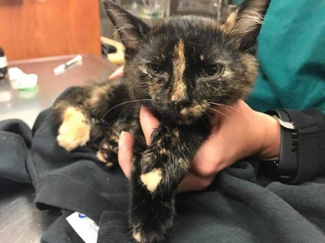 Kitten Cookie realized too late that sticking his head in the wheel was a bad idea! - cat, Animal Rescue, Longpost