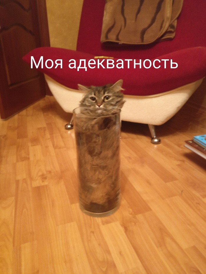 My adequacy - My, Adequacy, cat, Vase, My master is an idiot