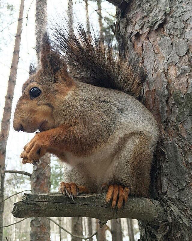 Yesterday we met a squirrel. - Squirrel, Animals