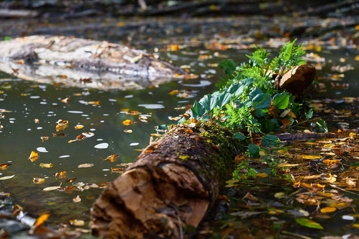 ���������� �����