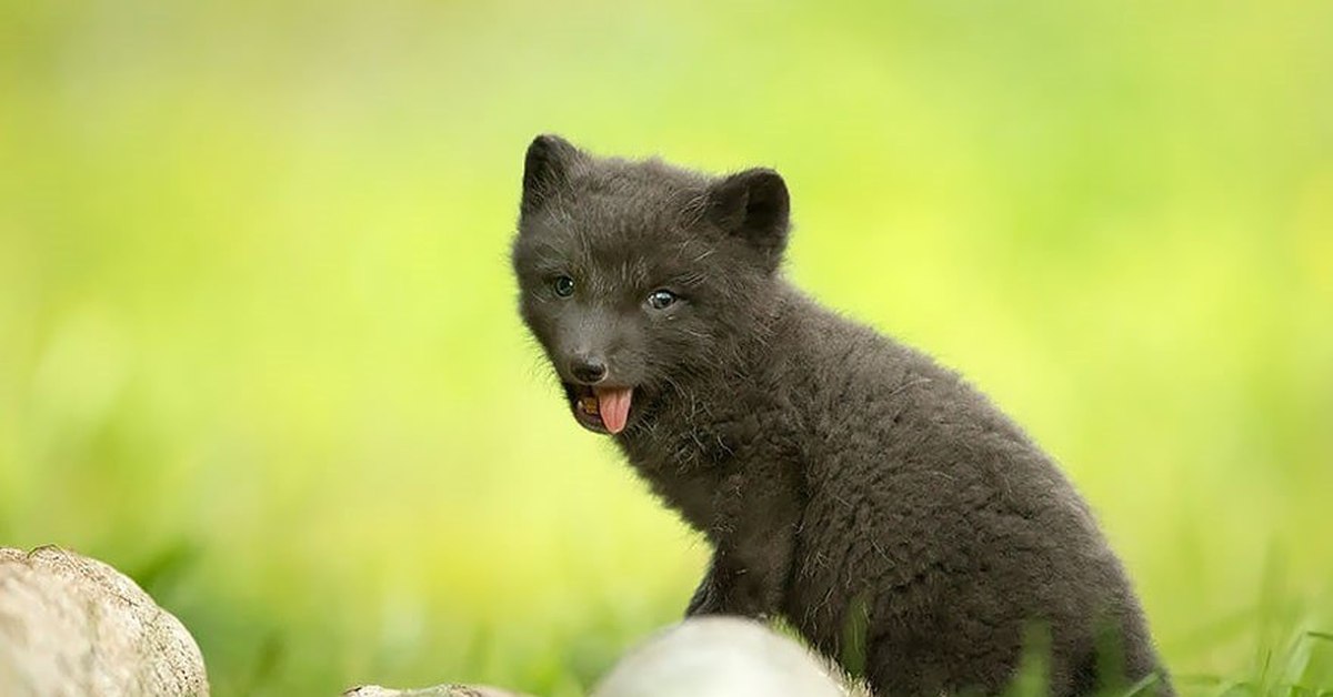 Those are foxes. Песец фото. Маленькие лисята фото. Arctic Fox Cub. Маленький детеныш лисы.