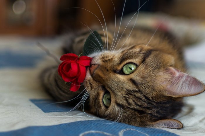 Damn, they don't eat it... - cat, Milota, the Rose, Charm