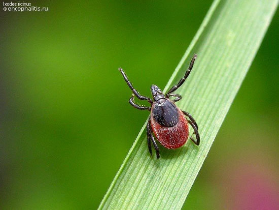 Ten types of animals with strange sexual behavior - Informative, Interesting, Facts, Sex, Animals, Insects, Amphibians, Unusual, Longpost