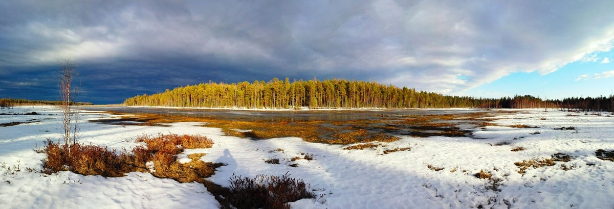 Весенняя тайга фото