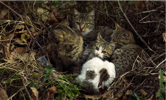 Кошачье гнездышко.) - Моё, Кот, Гнездо, Фотография, Милота, Семья